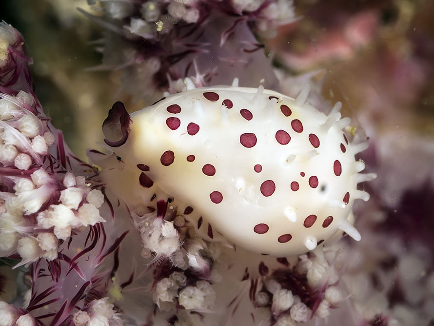 Diminovula sp. 1